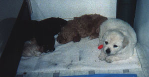 Annie/pups 09